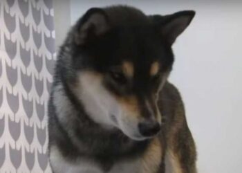 Upoznajte šiba ina, psa koji zna da slika (VIDEO)