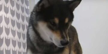 Upoznajte šiba ina, psa koji zna da slika (VIDEO)