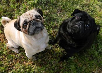 Buldog hedonista omiljeni ljubimac
