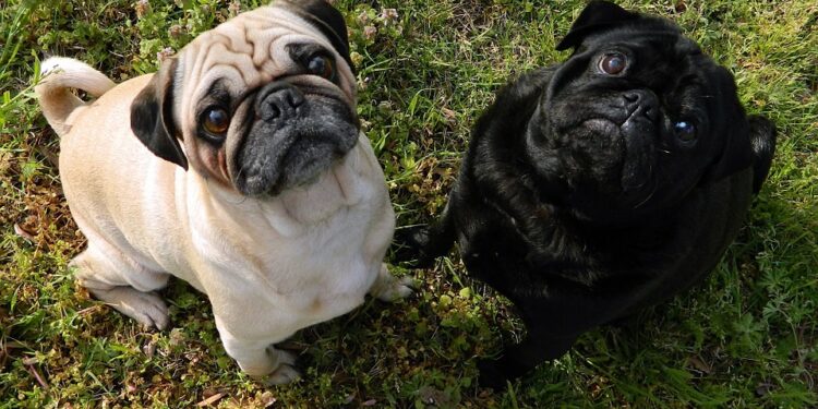 Buldog hedonista omiljeni ljubimac