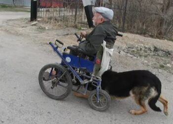 Pas koji je humaniji od ljudi (VIDEO)