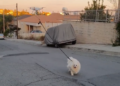 Pogledajte kako dron šeta psa umesto vlasnika (VIDEO)