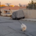 Pogledajte kako dron šeta psa umesto vlasnika (VIDEO)