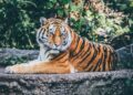 Prvi tigar u svetu zaražen koronavirusom