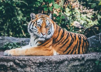 Prvi tigar u svetu zaražen koronavirusom