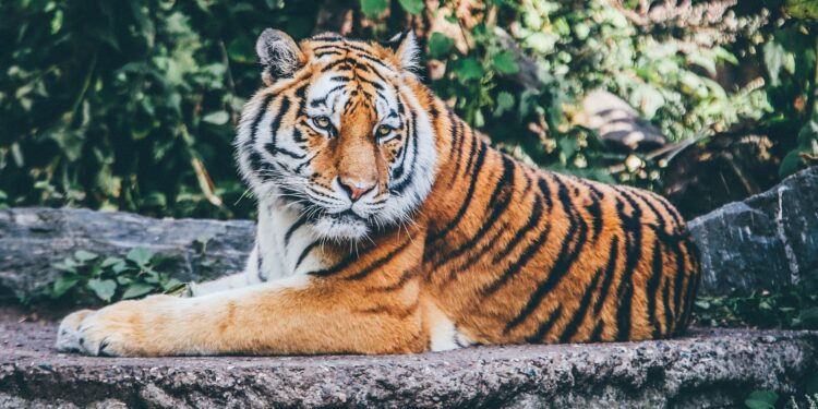 Prvi tigar u svetu zaražen koronavirusom