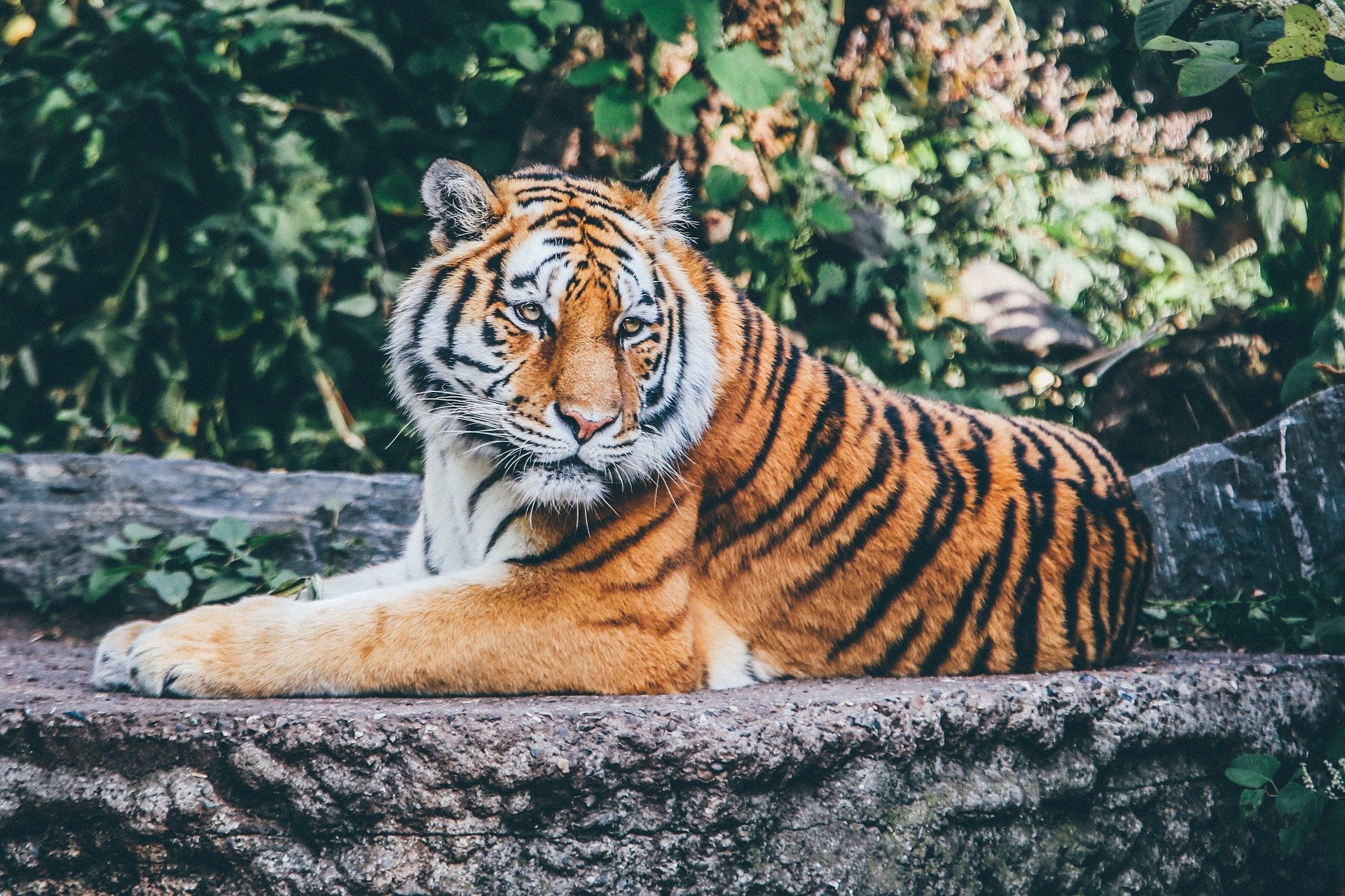 Prvi tigar u svetu zaražen koronavirusom