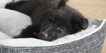 Koliko dugo pas može da ostane sam u kući?