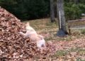 Retriver postao hit zbog načina na koji se zabavlja (VIDEO)