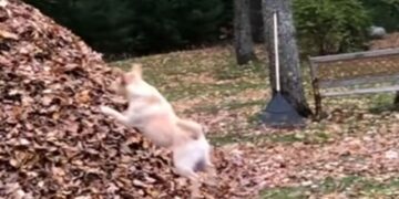 Retriver postao hit zbog načina na koji se zabavlja (VIDEO)