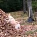 Retriver postao hit zbog načina na koji se zabavlja (VIDEO)