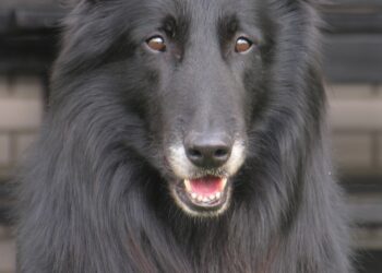 Austrijska vojska obučila dva psa za otkrivanje koronavirusa