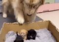 Preslatka reakcija psa koji je video mačiće (VIDEO)