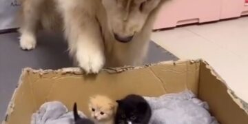 Preslatka reakcija psa koji je video mačiće (VIDEO)