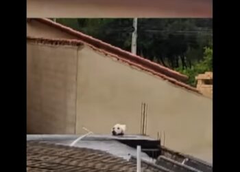 Optička iluzija: Vidite li psa ili mačku? (VIDEO)