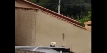 Optička iluzija: Vidite li psa ili mačku? (VIDEO)