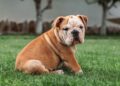 Buldog vlasniku izgrizao palac do kosti dok je spavao, a to mu je spasilo život: „Učinio mi je uslugu“