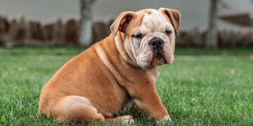 Buldog vlasniku izgrizao palac do kosti dok je spavao, a to mu je spasilo život: „Učinio mi je uslugu“