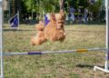 Ulični psi, festival pasa svih rasa