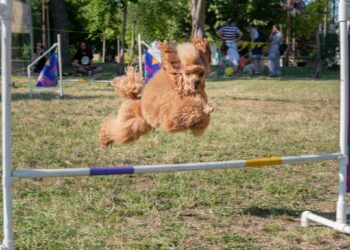 Ulični psi, festival pasa svih rasa