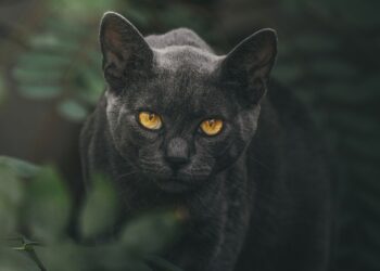 Najveće žrtve predrasuda: Pet zanimljivosti o crnim mačkama