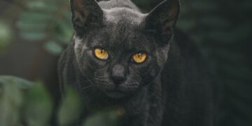 Najveće žrtve predrasuda: Pet zanimljivosti o crnim mačkama