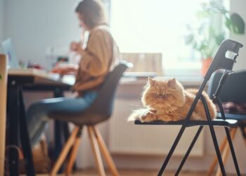 Mačke na radnom mestu opuštaju zaposlene