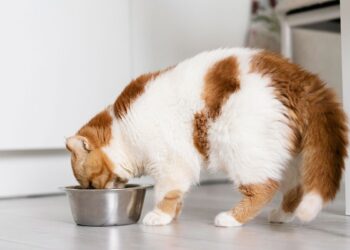 Nemojte davati mački ovih pet namirnica