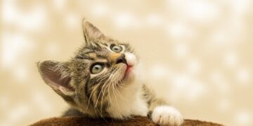 Veterinarka objasnila kako izračunati starost mačke