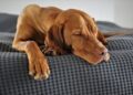 Veterinari otkrili gde pas treba da spava