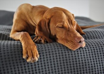 Veterinari otkrili gde pas treba da spava