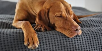 Veterinari otkrili gde pas treba da spava