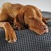 Veterinari otkrili gde pas treba da spava