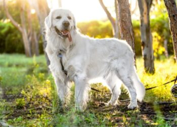 Pet najčešćih zabluda o velikim psima