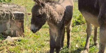 Poljoprivreda u Srbiji prkosi suši: Država obezbedila rekordne subvencije i sigurnu hranu