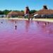 Pačir banja, roze čudo Bačke koje privlači hiljade turista