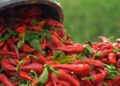 Crveno zlato južne Srbije: Paprika nizača iz Donje Lokošnice