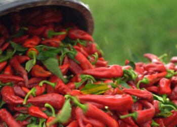 Crveno zlato južne Srbije: Paprika nizača iz Donje Lokošnice