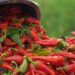 Crveno zlato južne Srbije: Paprika nizača iz Donje Lokošnice