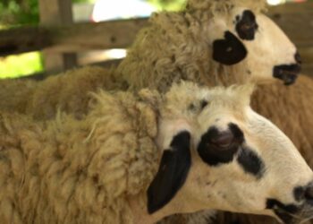 Ovčarska izložba i festival jagnjećeg pečenja oživljavaju tradiciju u Pričeviću