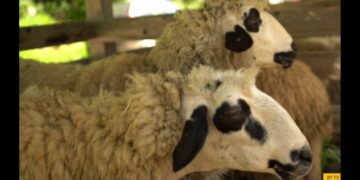 Ovčarska izložba i festival jagnjećeg pečenja oživljavaju tradiciju u Pričeviću