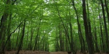 EU staje na put krčenju šuma – Srbija jača svoja zelena pluća