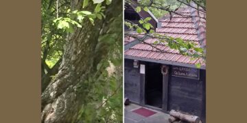 Šljive kraj kneževe crkve: Zavet koji se čita u drvetu