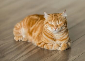 Loše stanje krzna mačke: Da li je vreme da promenite njenu hranu ili da posetite veterinara