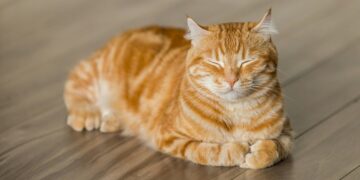 Loše stanje krzna mačke: Da li je vreme da promenite njenu hranu ili da posetite veterinara
