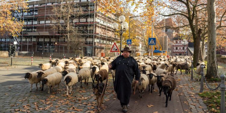 Tradicija koja zaustavlja grad: 600 ovaca prolaze kroz Nirnberg