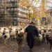 Tradicija koja zaustavlja grad: 600 ovaca prolaze kroz Nirnberg