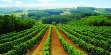 Država deli do 5.000.000 dinara vinarima: Evo ko može do novca
