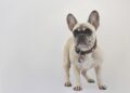 Procena urođenog zdravlja menja izgled omiljenih rasa