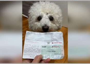I bečki psi na udaru kazni